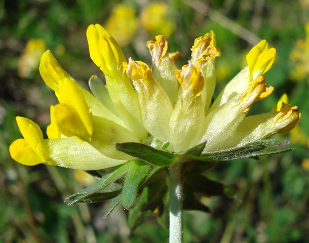 Anthyllis vulneraria